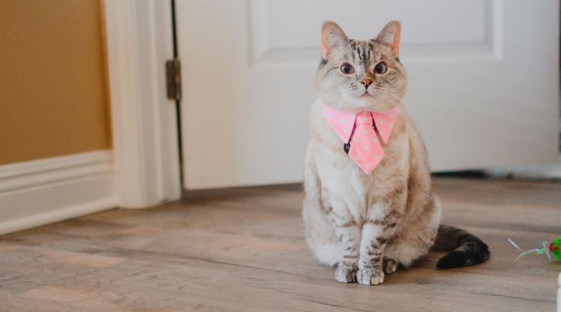 Meet Nala Cat: The Instagram Star with a Ton of Followers