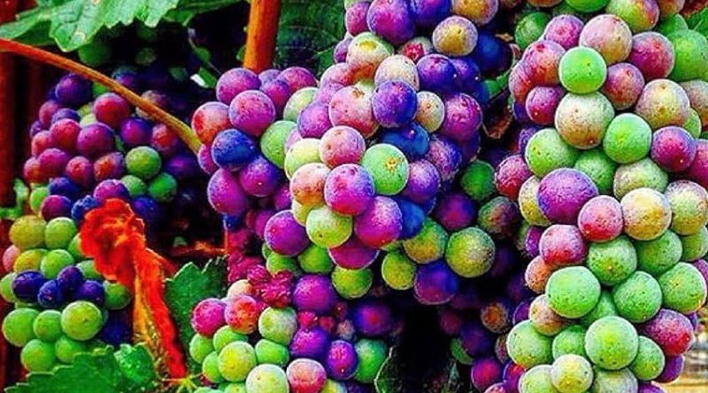 Rainbow Grapes: Everything You Need to Know